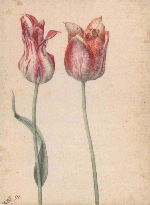 Two Tulips, Georg Flegel